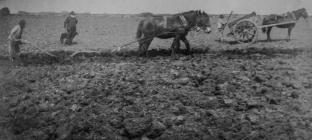 Horses working the land on Skomer Island, 1889