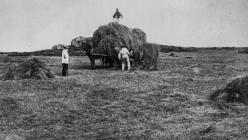 Carting hay on Skomer Island, 1889