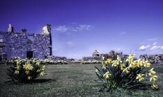 Daffodils around the Old Farm, Skomer Island