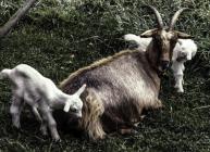 Goats on Skomer Island, c.1980s