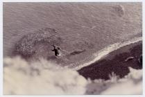 Towing a dead seal, Skomer Island, 1996