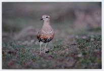 A dotterel at Bull Hole, Skomer Island, 1997