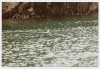 An albino puffin, Matthew's Wick, Skomer...