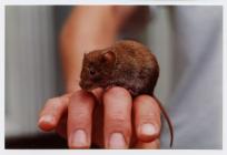 Skomer vole, Skomer Island