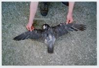 Dead female peregrine, Skomer Island, June 2002