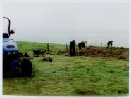 Dismantling an exclosure, Skomer Island 2004.