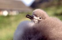 Manx Shearwater research on Skomer Island, c.1998