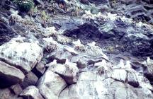 Images of Kittiwake colonies on Skomer Island,...