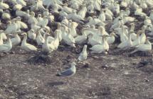 Images of Grassholm island, 1965-86.