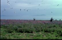Gull nest cane count, Skomer Island, 1998-9