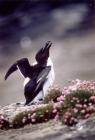 Images of razorbills (Alca torda), Skomer Island