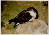 Images of Manx Shearwater (Puffinus puffinus),...