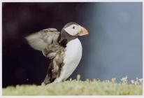 Images of puffins (Fratercula arctica), Skomer...