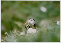 Images of puffins (Fratercula arctica) with...