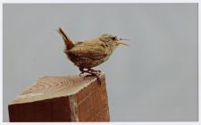 Image of a wren (Troglodytes troglodytes),...