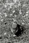 Image of wheatear chicks (Oenanthe oenanthe),...
