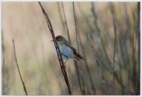 Images of a willow warbler (Phylloscopus...