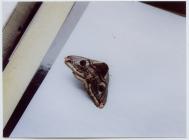 Emperor moth (Saturnia pavonia), Skomer Island