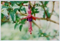 Fuschia (Fuchsia triphylla) flowers on Skomer...