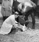 Horse at Tondu Horse Hospital, Glamorgan c1955