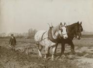 Two Horses Pulling a Till to Plough a Field