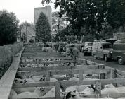 A scene from a Mart at Evans Bros, Llanybydder...