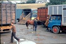 Diwrnod mart , Evans Bros, Llanybydder 1977 [7]