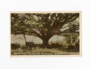 Postcard image of The Oak Tree with 365...