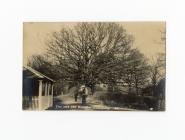 Postcard image of the Tree with 365 branches in...