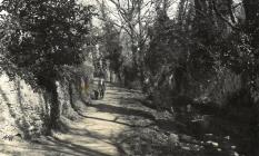 Spring sunshine in the Dingle, Llangefni