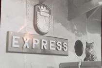 Ships cat aboard HMS Express