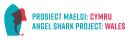 Angel Shark Project Wales 's profile picture